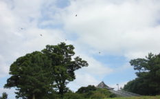 自動車ローン（マイカーローン）を利用することになりそうなので備忘録！