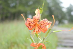 入笠山のクルマユリ