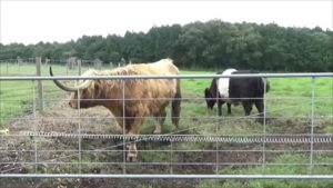 マザー牧場のマザーファームツアーの茶色と白黒の牛