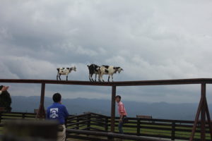 マザー牧場の牛