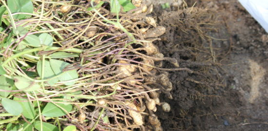 落花生の収穫時期は9月下旬から10月！土から掘り起こした！