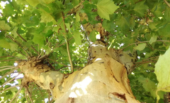 長友選手の専属トレーナー木場さんの「続ける技術、続けさせる技術」で気が付いた事!