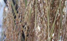 稲穂の乾燥・脱穀・もみすり・精米の作業を体験！